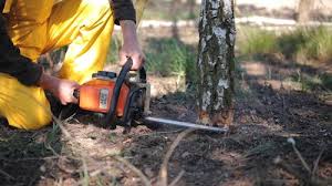 How Our Tree Care Process Works  in  Hays, NC